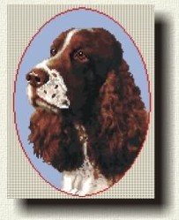 Springer Spaniel